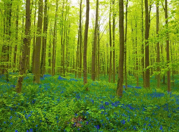 Understanding Multiple Forms of Intelligence in Ecosystems