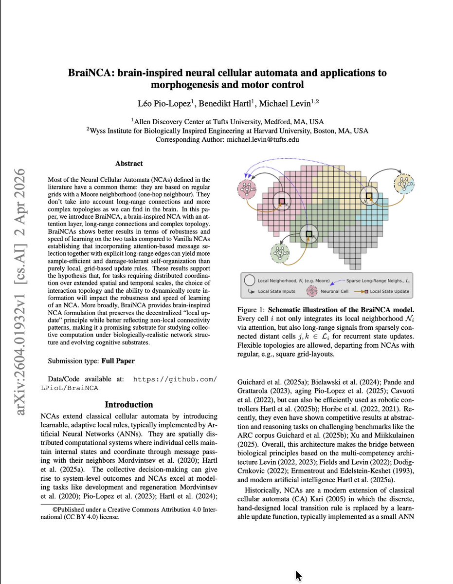 BraiNCA: Brain-Inspired Cellular Automata for Morphogenesis