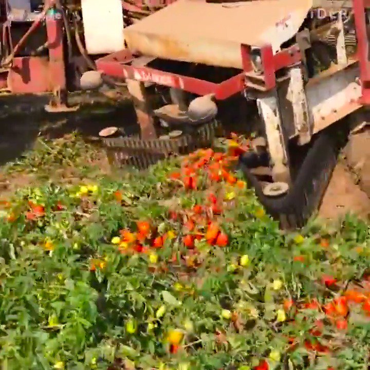 AI-Powered Machine Revolutionizes Tomato Sorting in Modern Agriculture