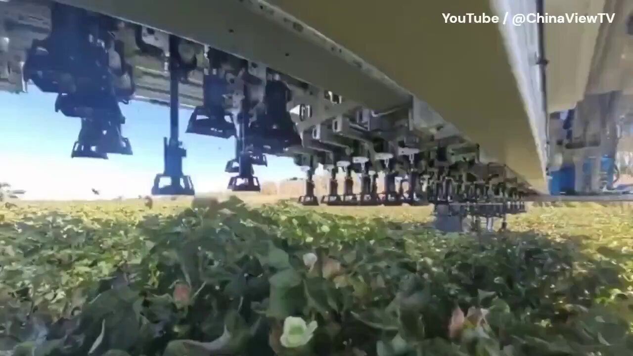 AI-Powered Cotton Harvesting Robot 120x Faster Than Humans