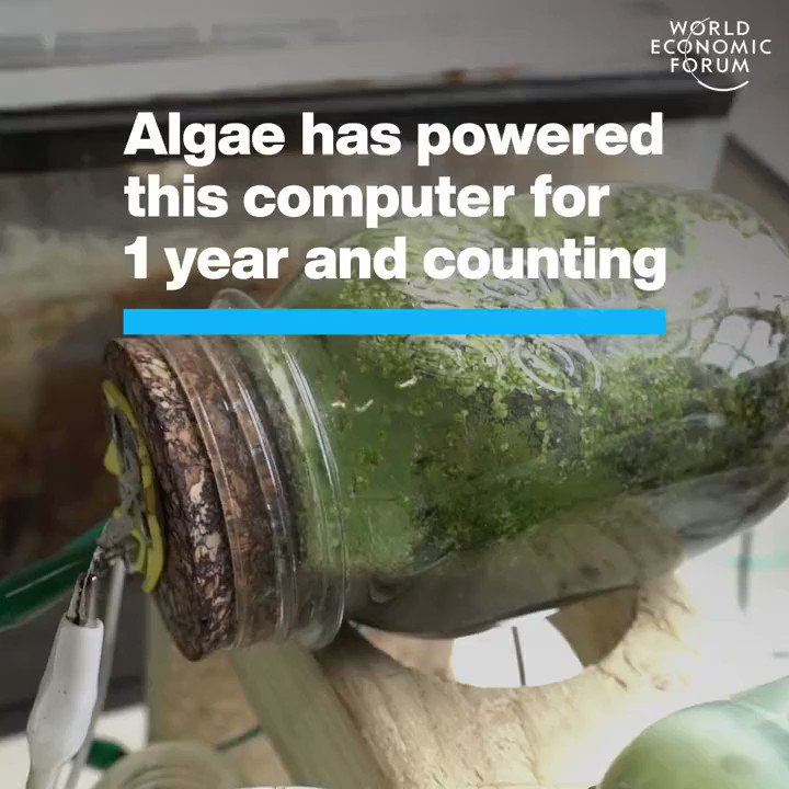Algae Powers Computer for One Year Sustainably