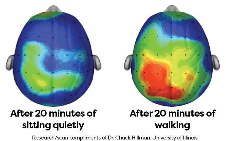 Walking Enhances Cognitive Performance Across Lifespan