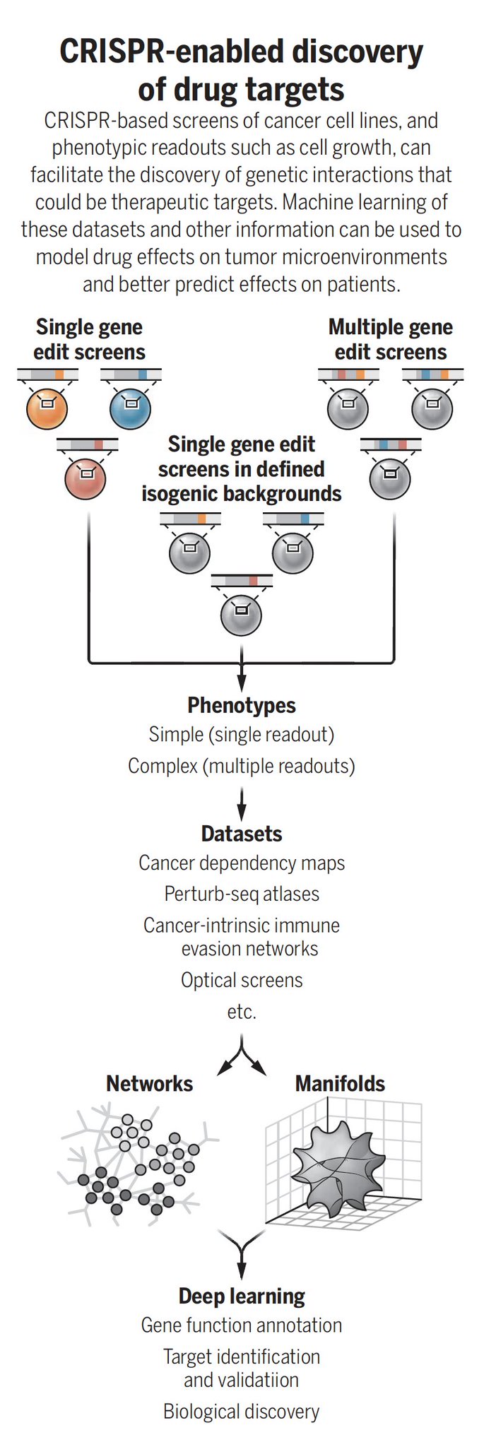 CRISPR genome editing revolutionizes cancer research and intervention strategies