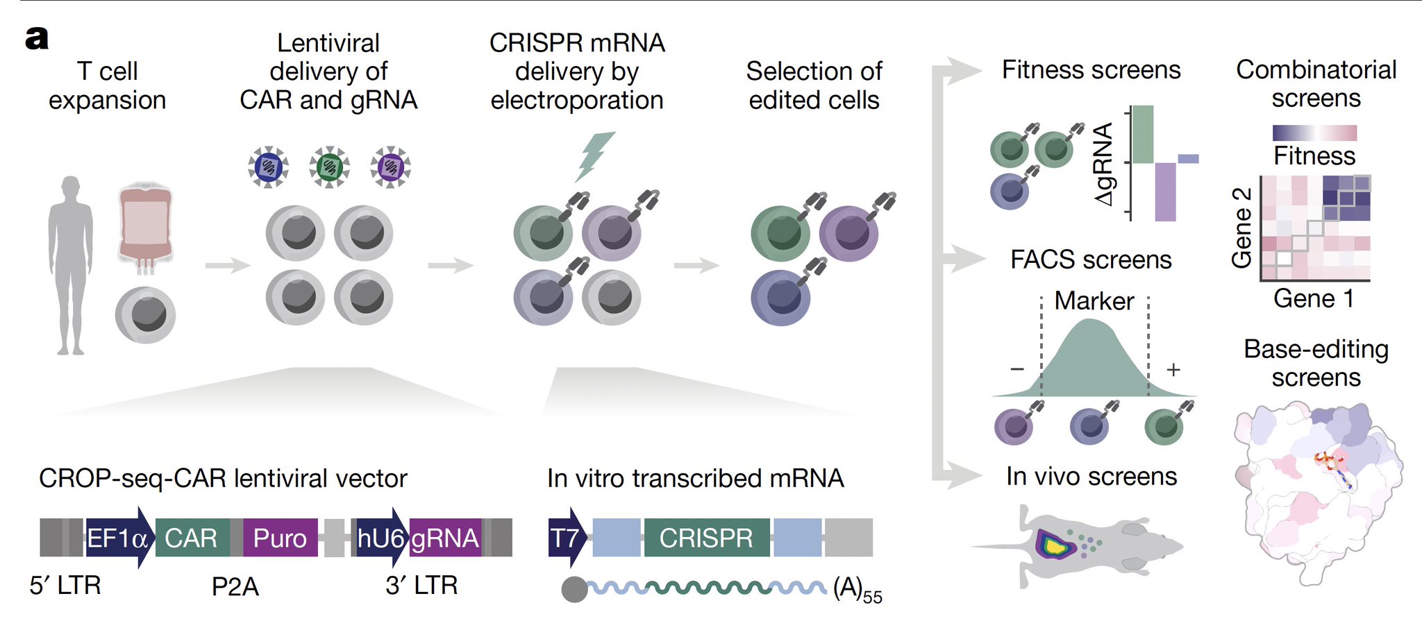 Genome Editing T Cells Boost Cancer Immune Response