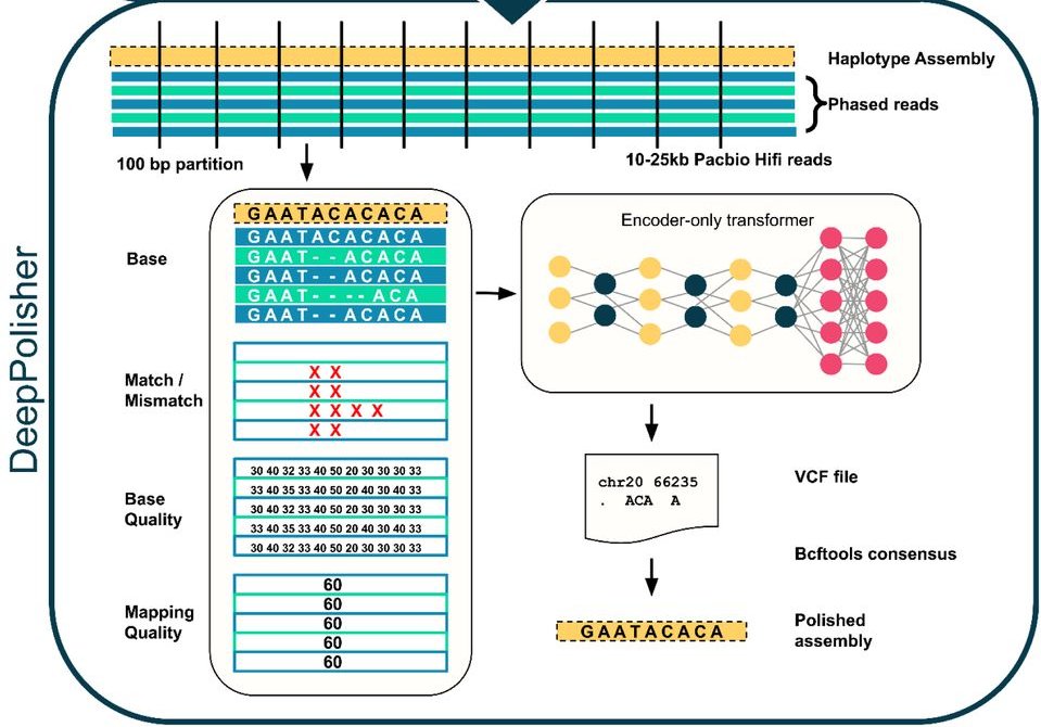 Google Research and UCSC achieve genome assembly accuracy improvements