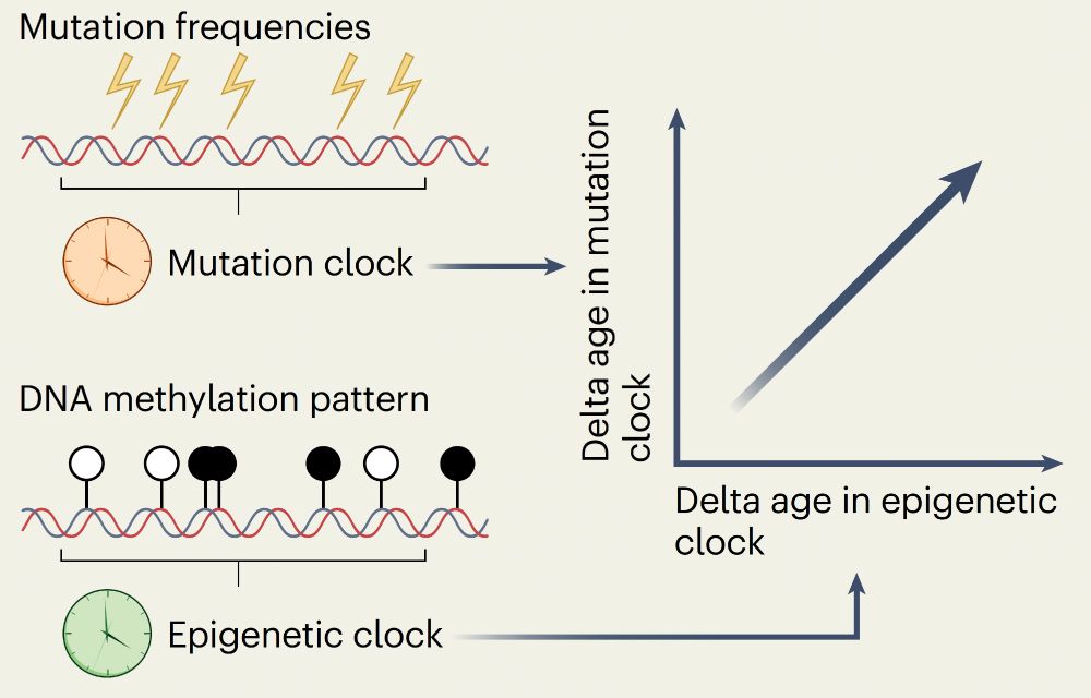 Somatic Mutations and Epigenetic Clocks Reveal Aging Mechanisms