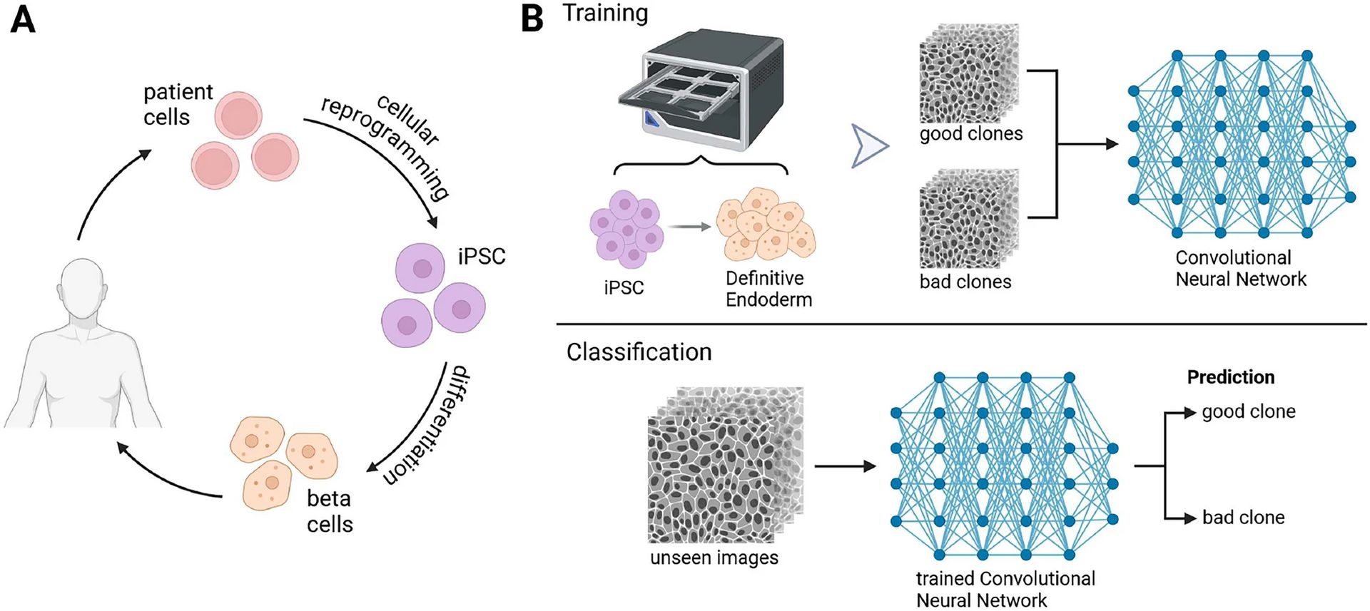 Deep Learning Predicts Stem Cell Efficiency for Beta Cell Differentiation