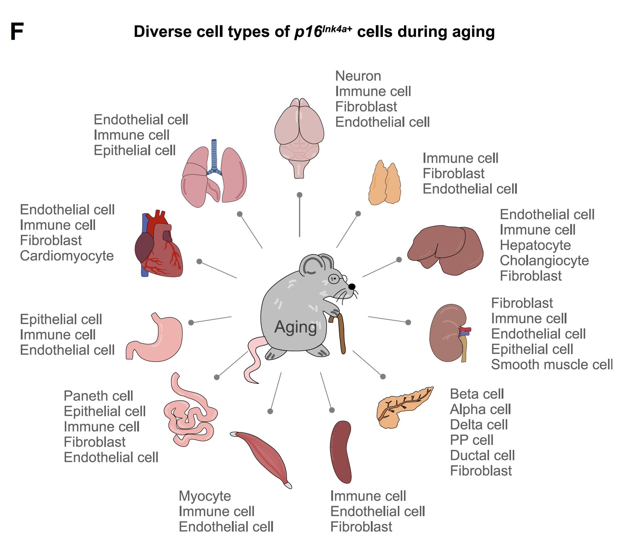 Senescent Cells Removal: Balancing Benefits Against Aging