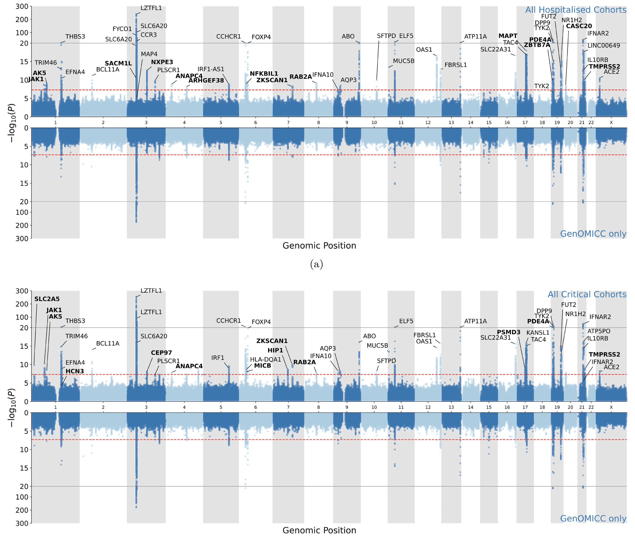 Genomic Loci Identify Critical COVID-19 Risk Factors