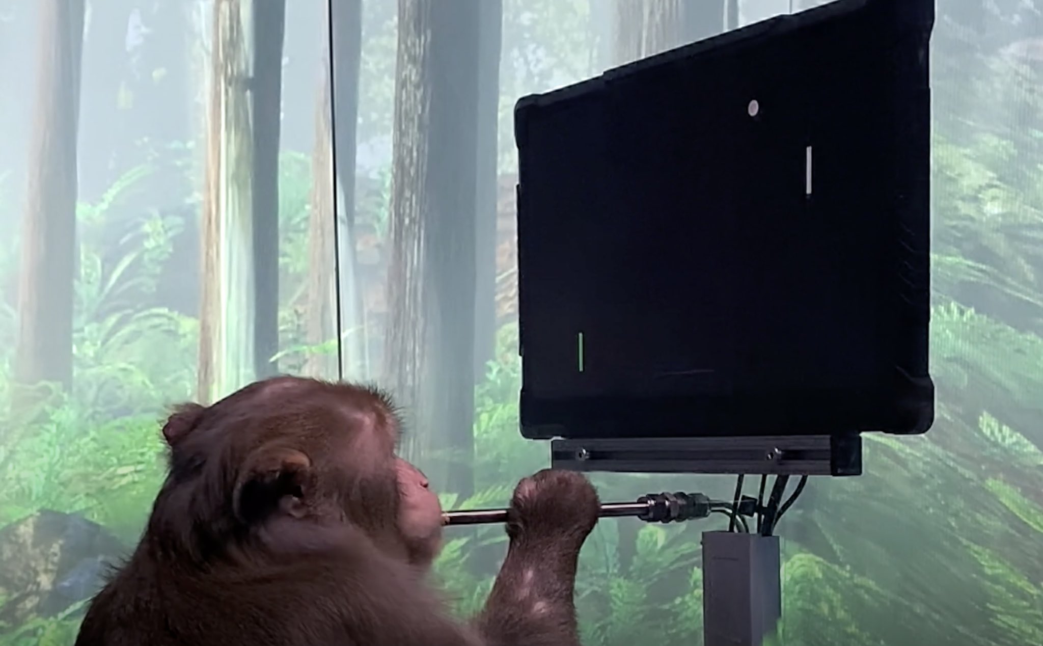 Monkey with Neuralink Plays Pong Using Brain Interface