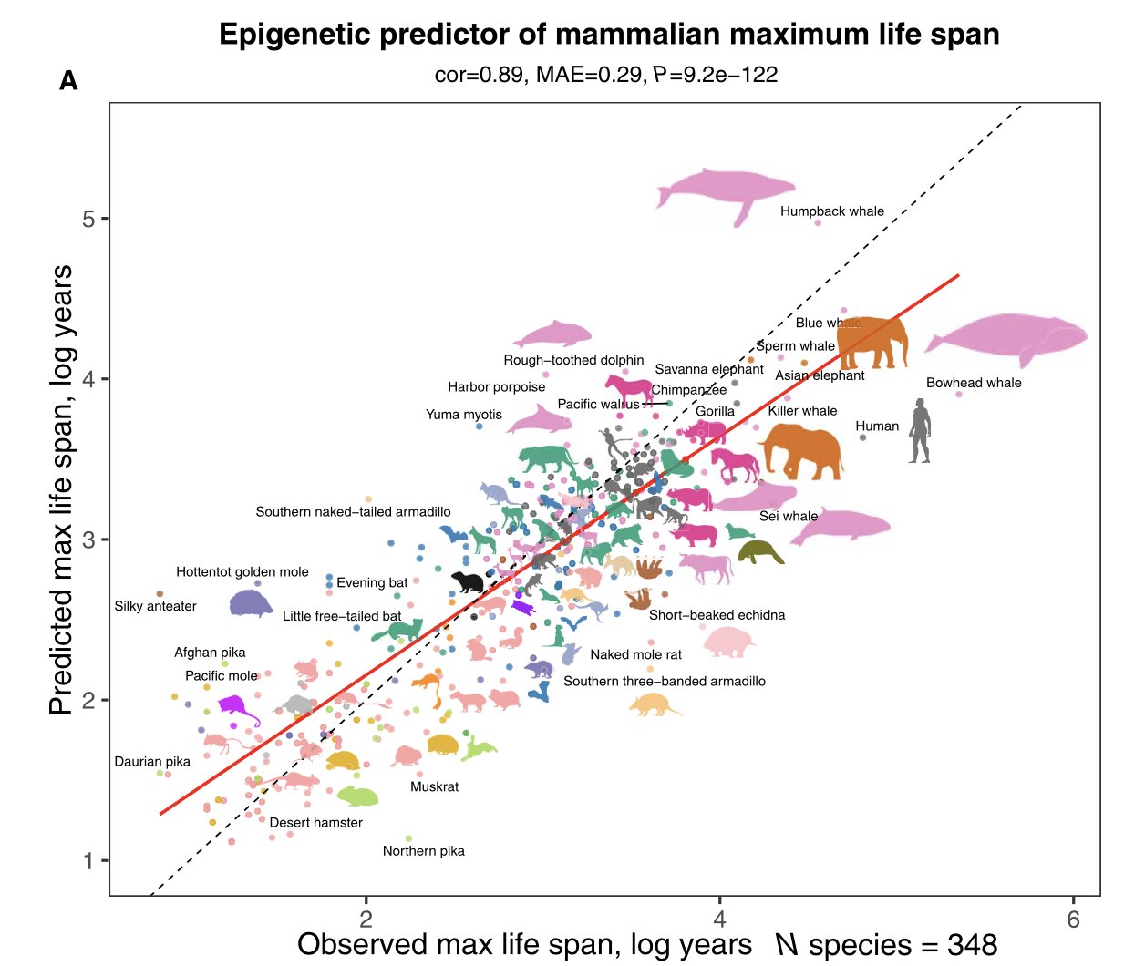 Recent paper on maximal lifespan discussed