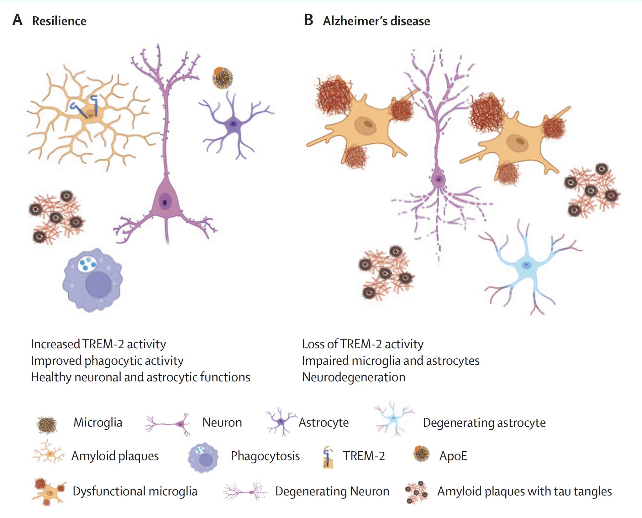 TREM-2 Protection Mechanism: Immunological Insights for AI Healthcare