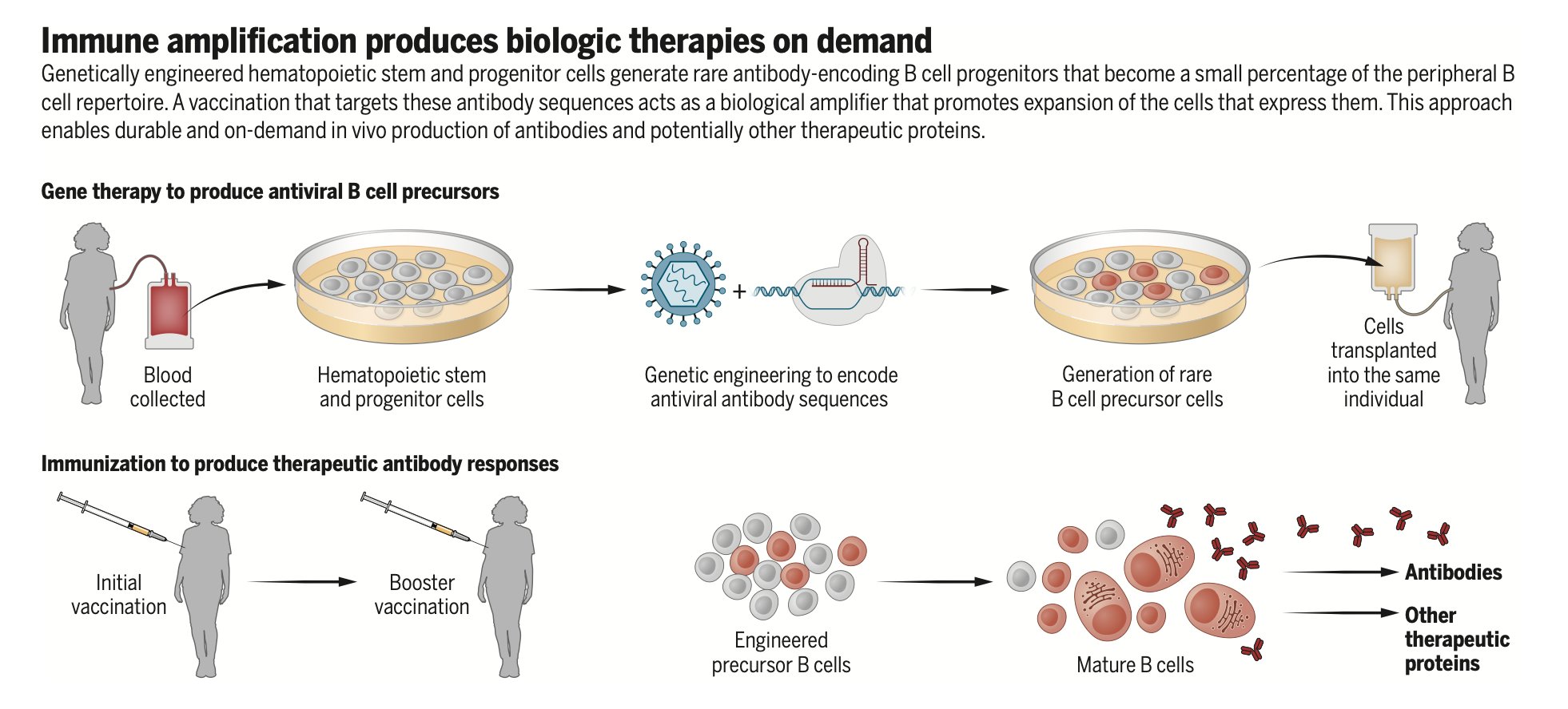 Genome editing creates on-demand therapeutic antibody production