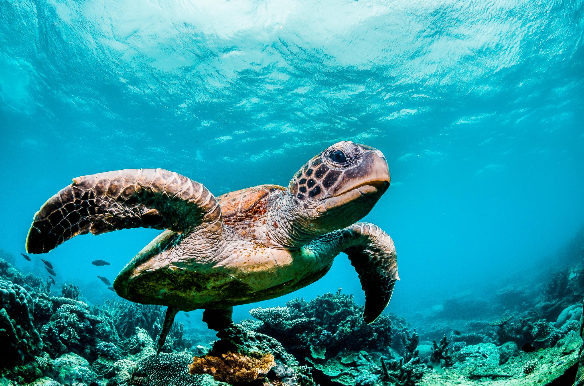 SAS and UNC Use AI to Protect Endangered Galapagos Sea Turtles