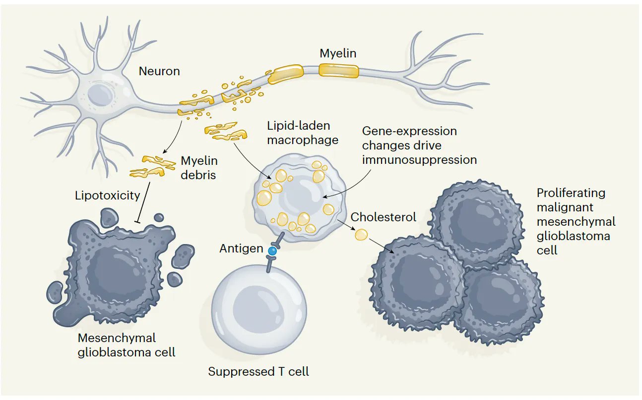 Cancer Hijacks Existing Biological Processes Innovation Model