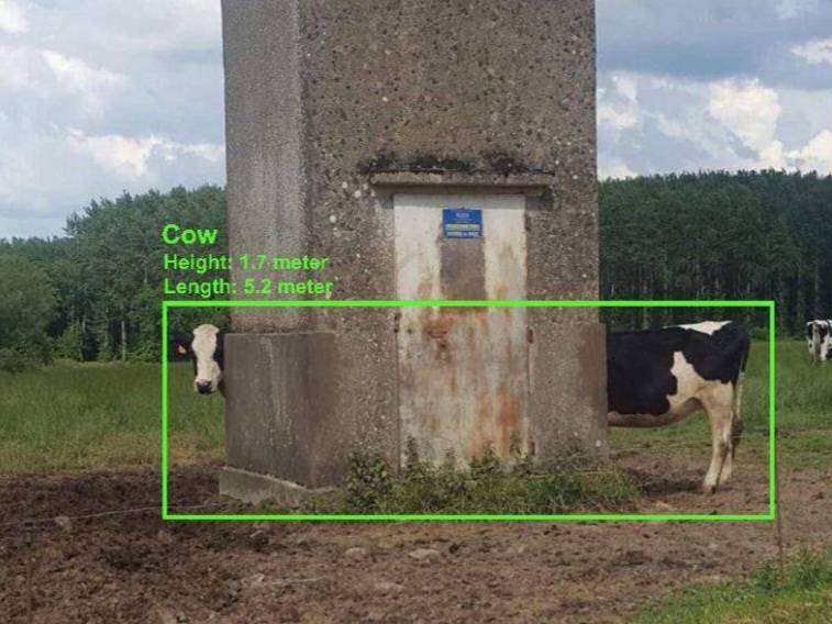 AI Detection Engine Identifies Earth’s Longest Cow