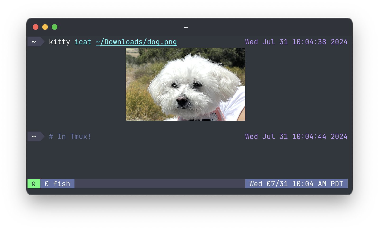 Image Display in Terminal Enhances Data Science Workflows