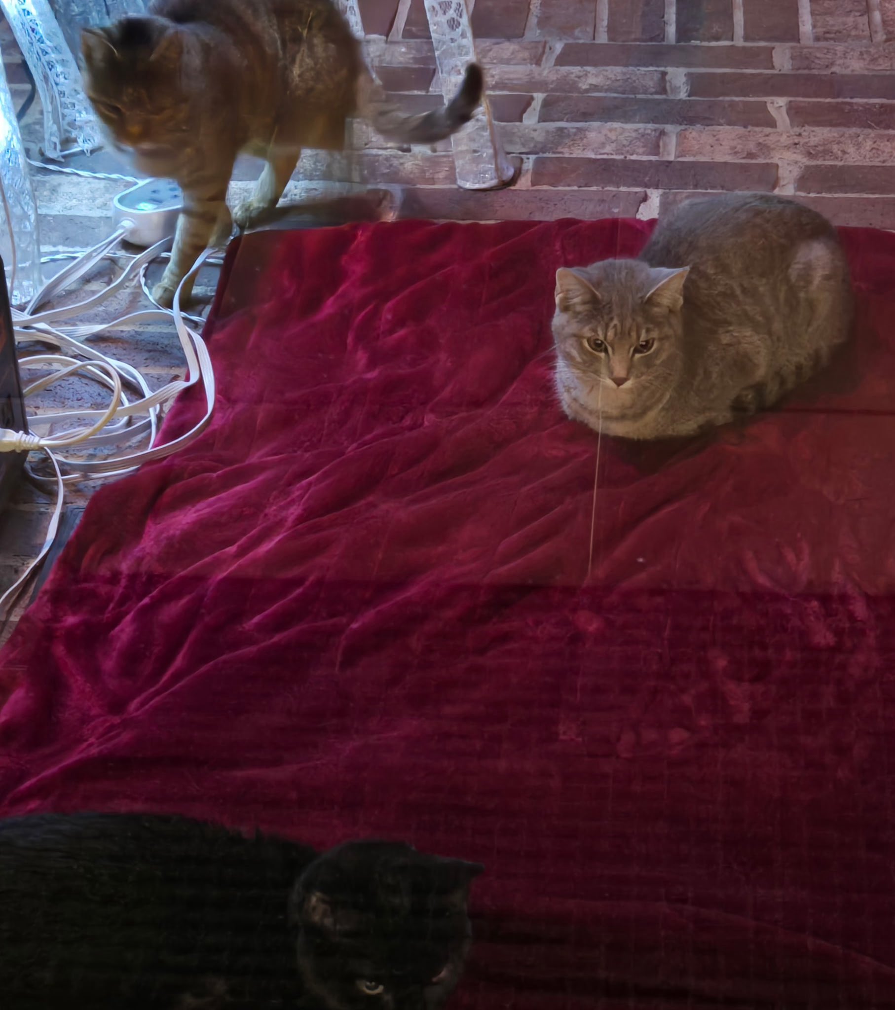 Stray Cats Learning to Use Electric Blanket Like RL Agents