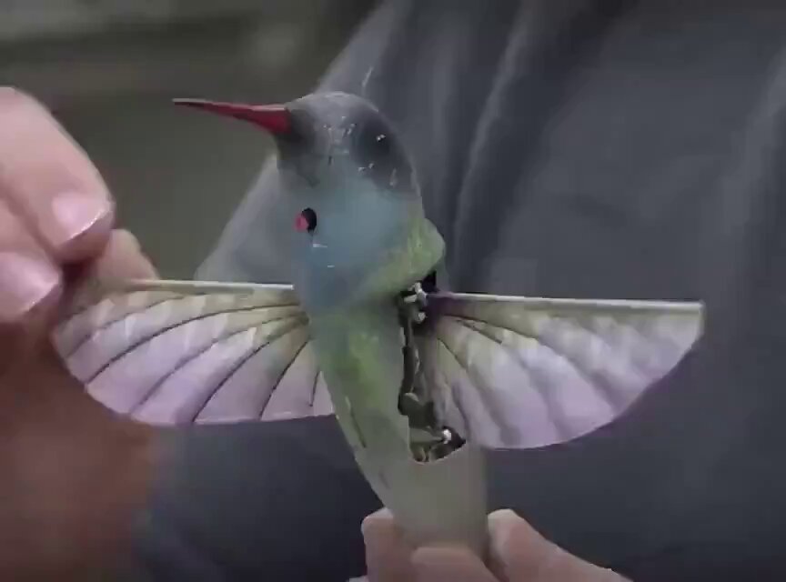 Robotic Hummingbird: Innovation in Robotics and Artificial Intelligence