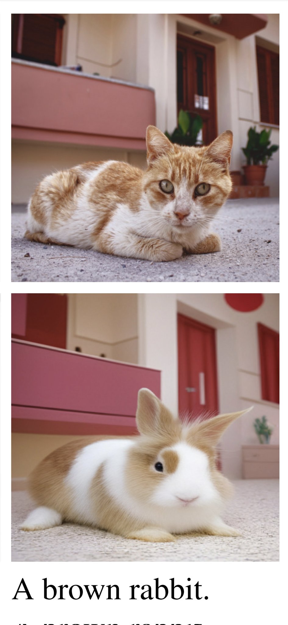 How AI learns animal-environment correlations in image generation