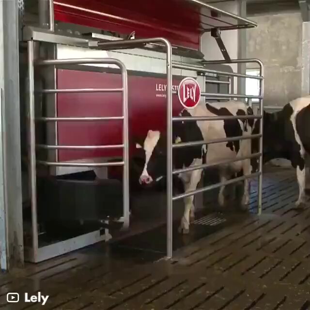 The Future of Dairy Farming Through AgriTech and Robotics