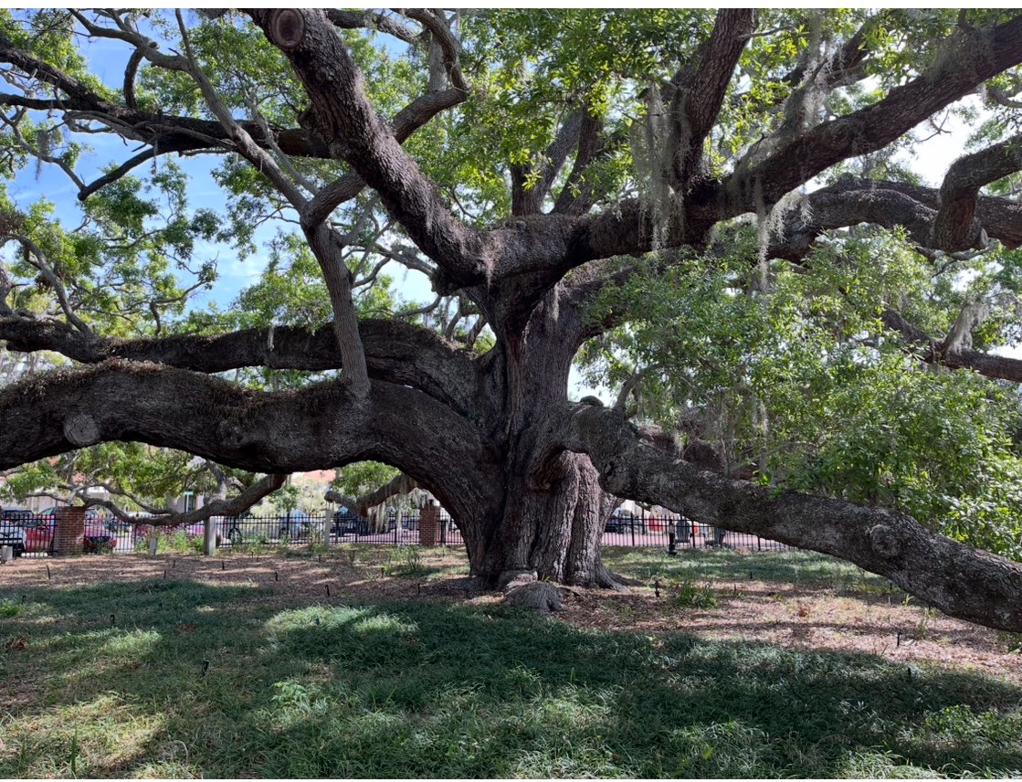Fifth attempt: AI misidentifies trees, pivots between Mobile and Jacksonville