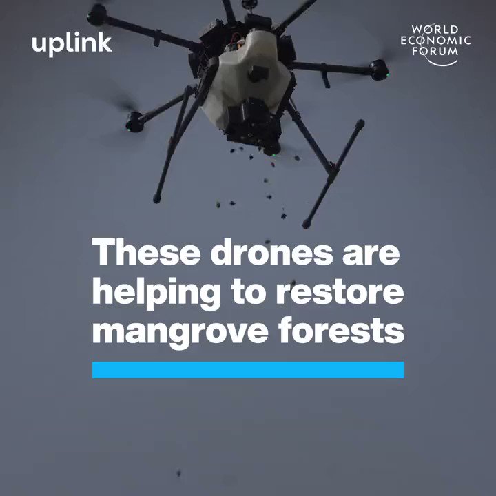 Drones Restore Mangrove Forests Using Machine Learning Technology