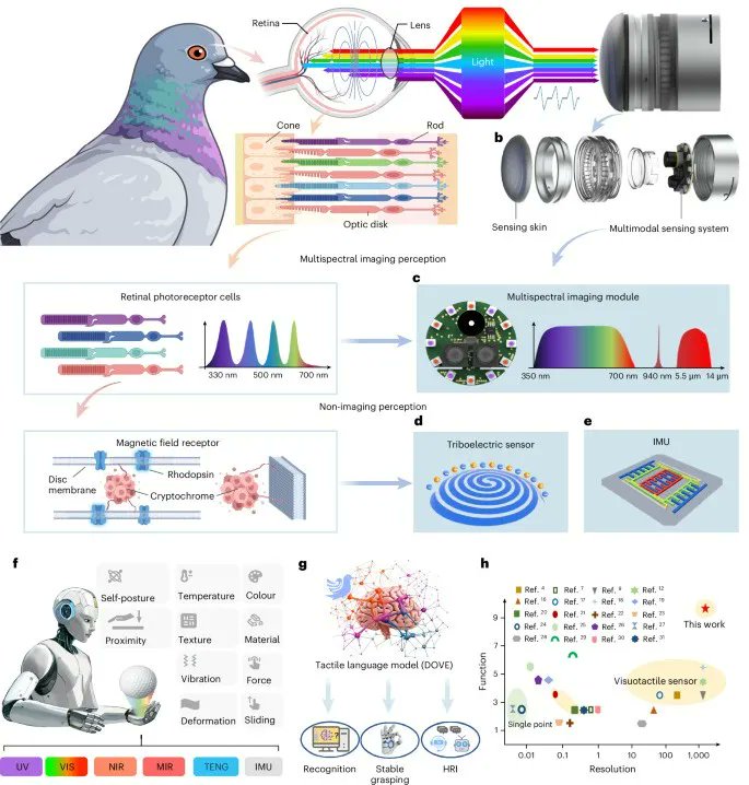 SuperTac: Robot Touch Sensor Rivaling Human Sensitivity
