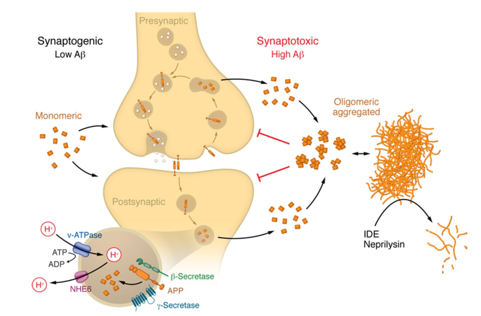 AI Reveals Amyloid-Beta Feedback Loop in Alzheimer’s Pathogenesis