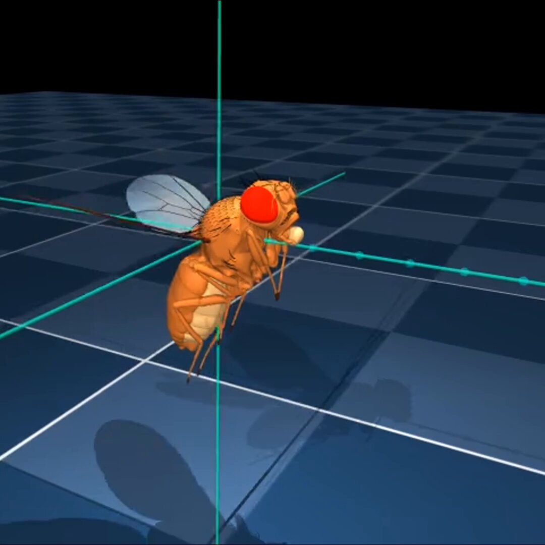DeepMind’s Virtual Fruit Fly Simulation Advances AI Research