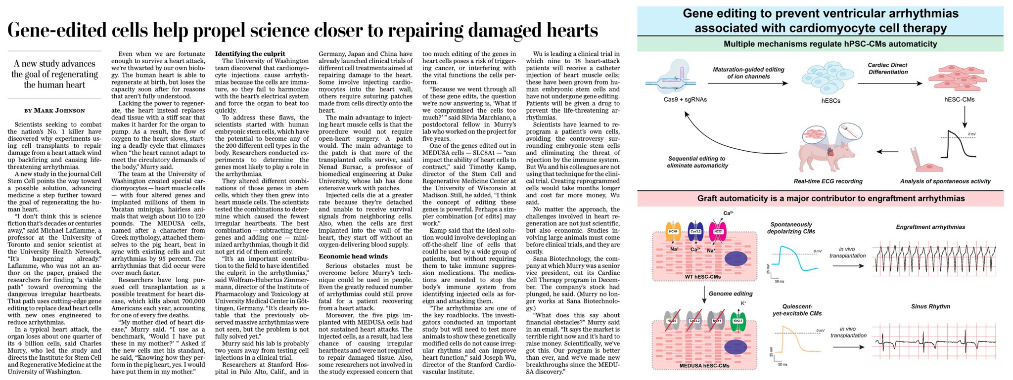 Genome Editing Advances Heart Damage Repair and Arrhythmia Prevention