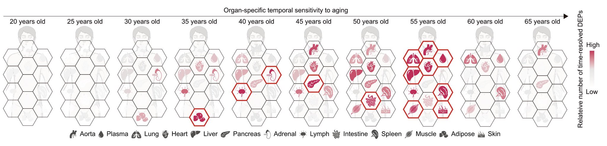 AI-Powered Proteome Clocks Map Human Aging Across Lifespan