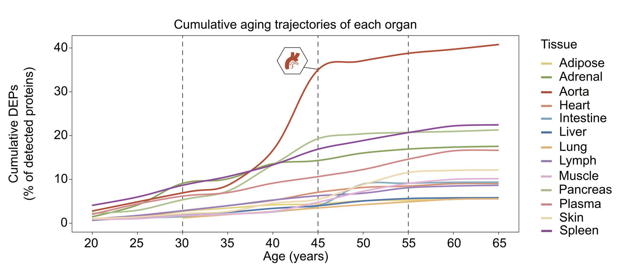 Blood vessels show aging first across thirteen organs studied