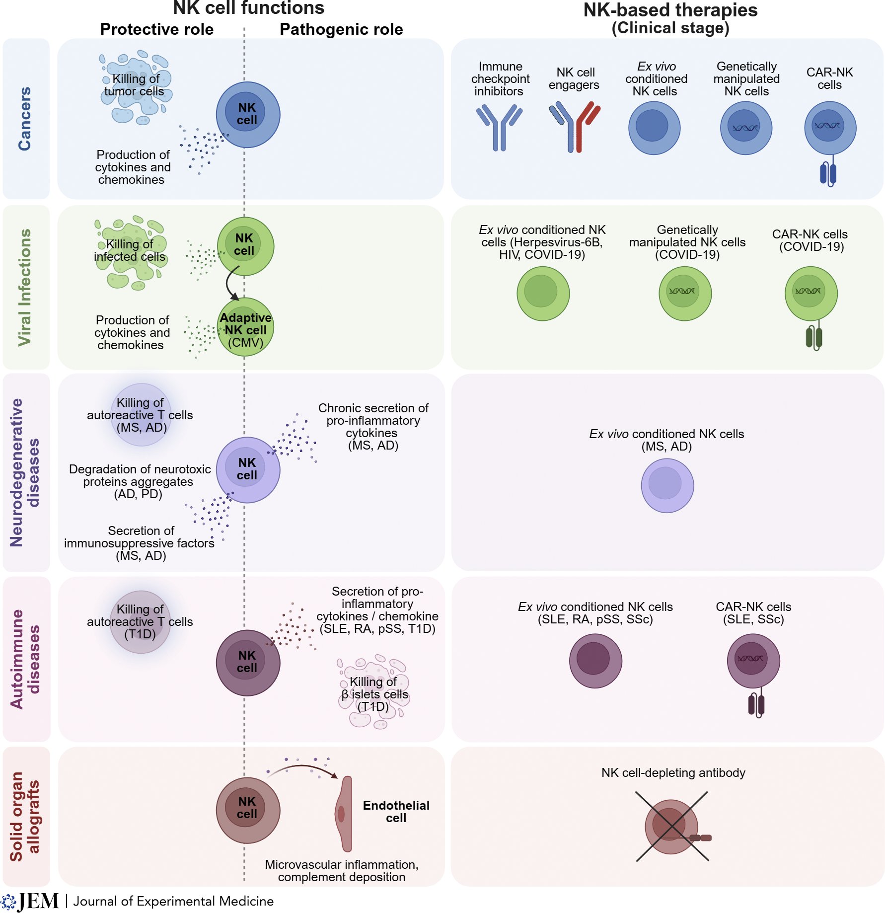 Natural Killer Cells: Emerging Therapeutic Potential Beyond Cancer Treatment
