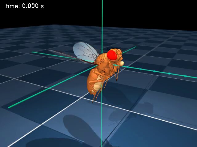 DeepMind AI Replicates Fruit Fly Behavior Using MuJoCo Physics Simulator