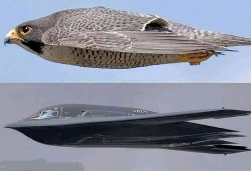 Technology Inspired by Nature: Biomimetic Innovation