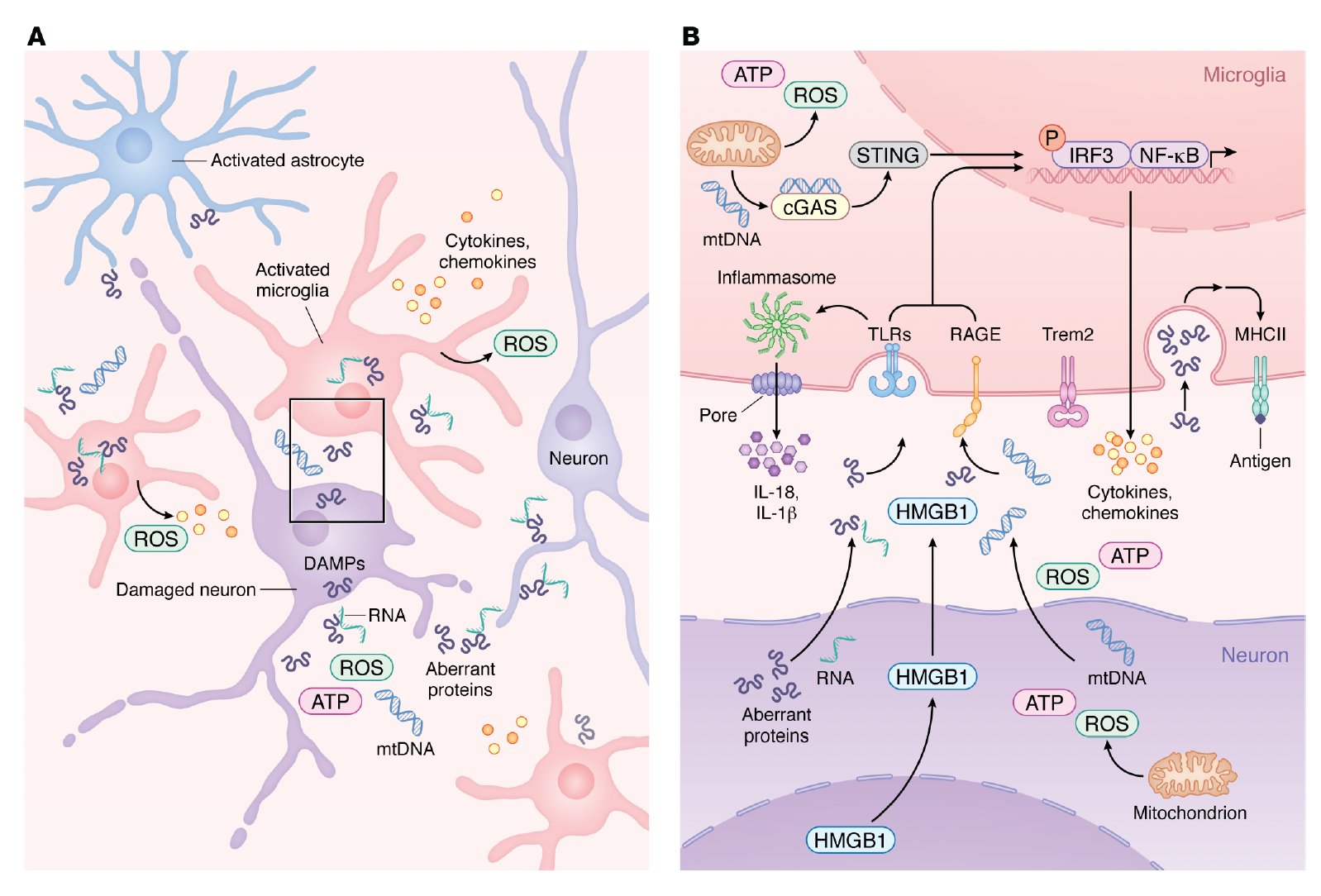 Immune System Activation Role in Neurodegenerative Disease Research