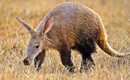 OpenAI Names New AI Agent Aardvark Amid Naming Confusion