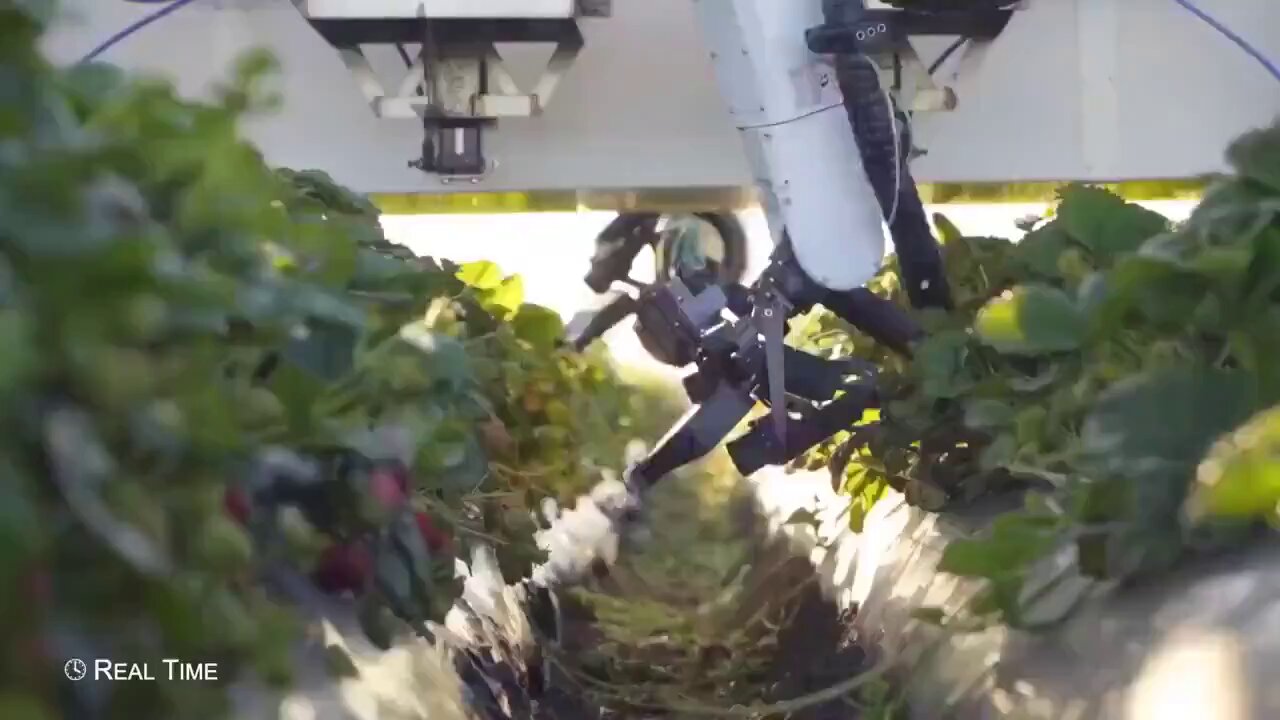 Robot with 3D Vision and Arms Harvests Ripe Strawberries