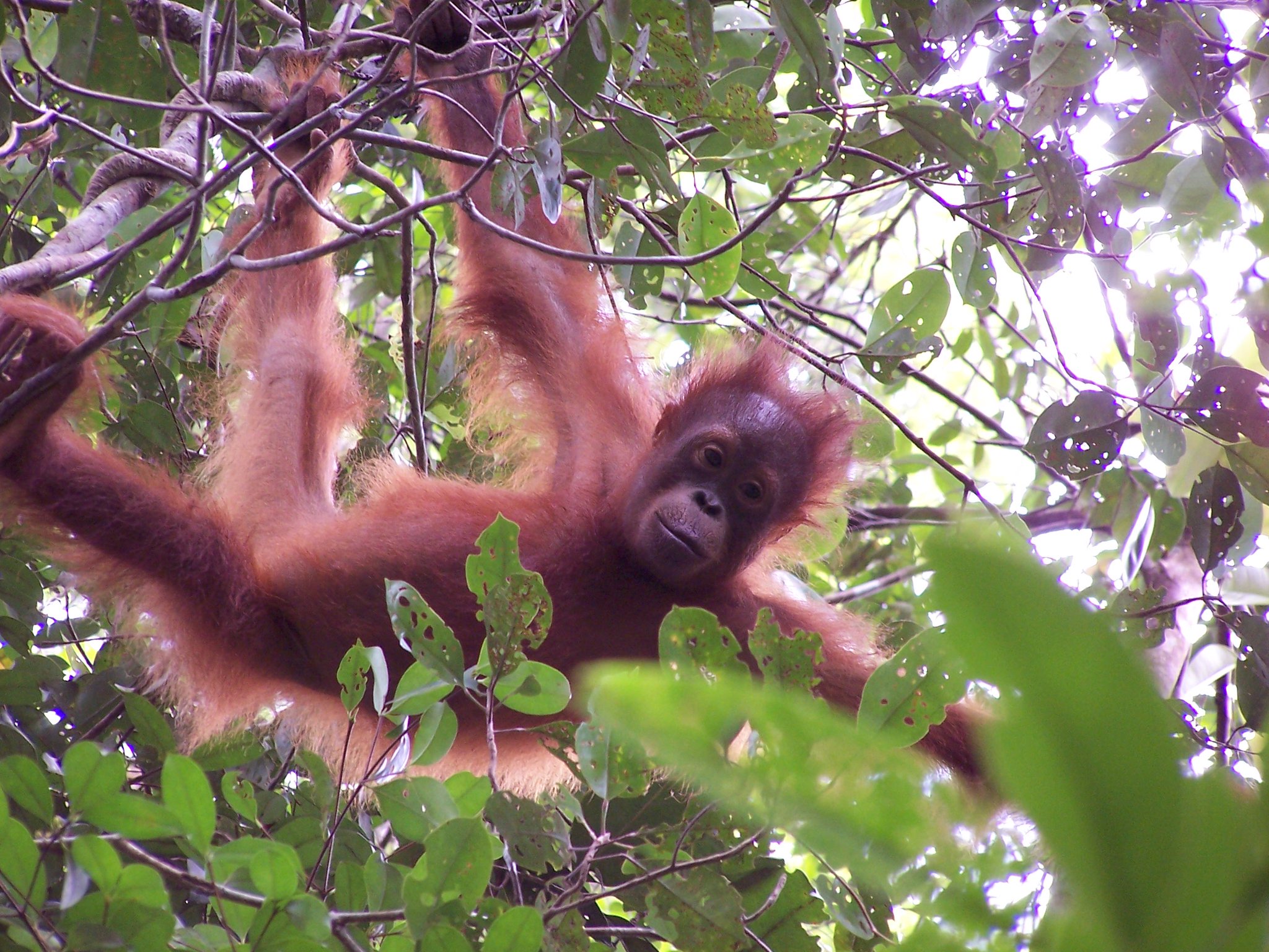 AI Deep Learning Protects Critically Endangered Orangutan Species