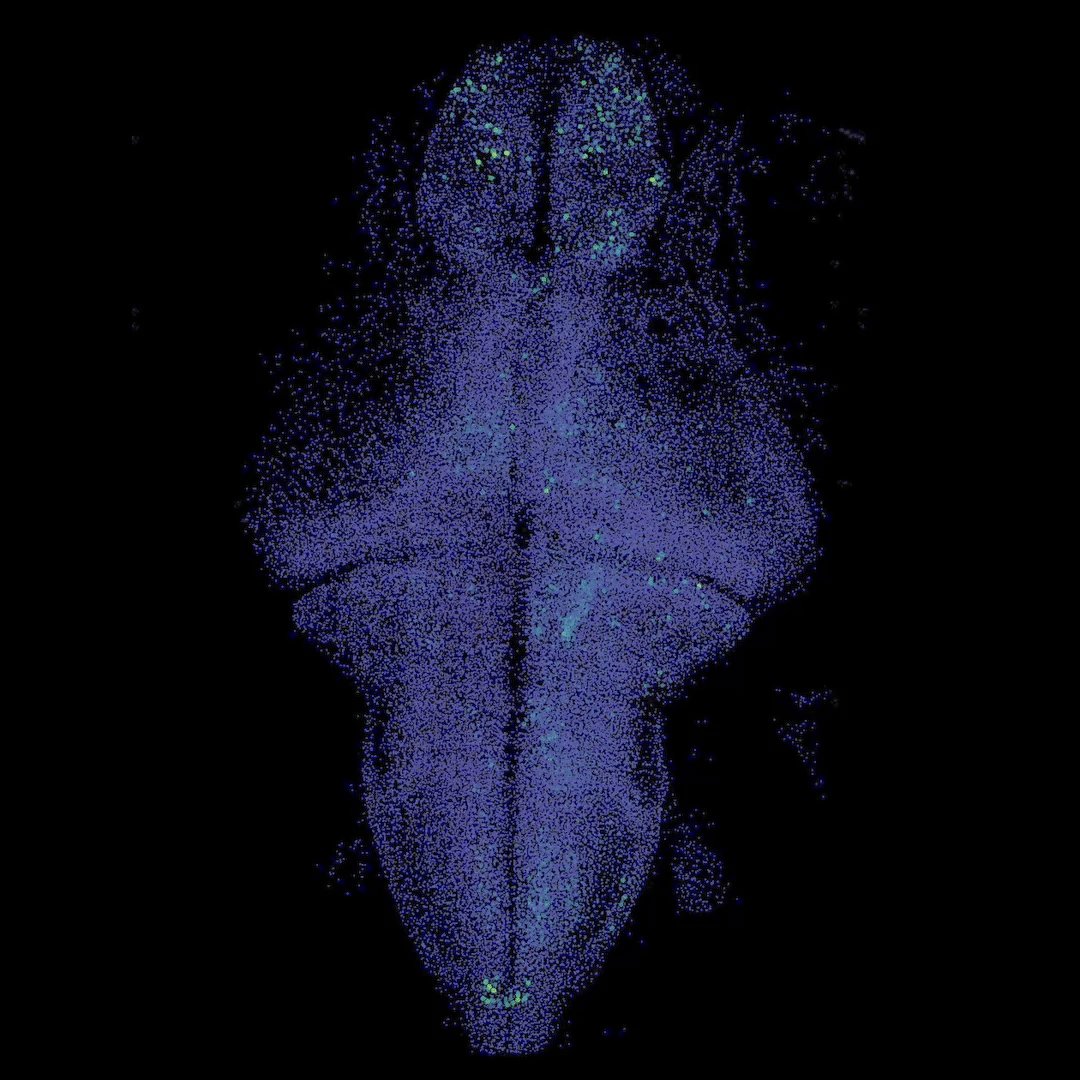 ZAPBench: Predicting Larval Zebrafish Brain Activity