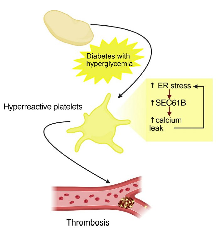 Diabetes Platelet Hyperactivity Mechanism SEC61B Calcium Balance