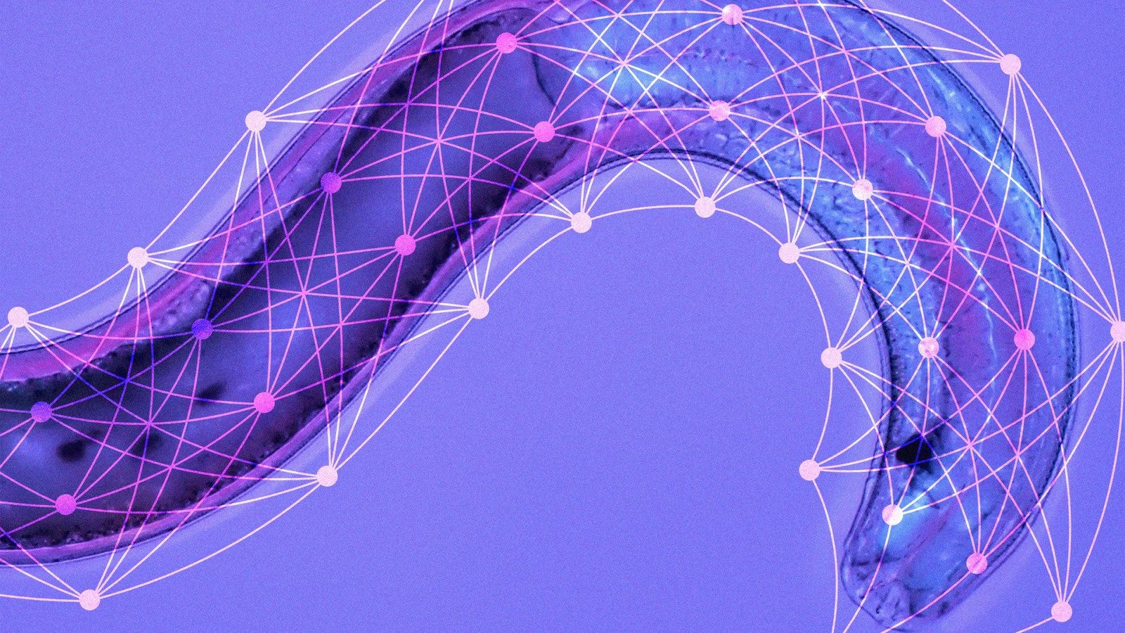 MIT Creates Liquid Neural Networks Outperforming Convolutional Networks