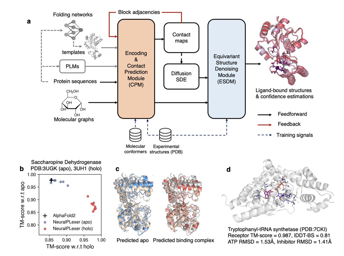 NeuralPlexer predicts protein-ligand dynamics with backbone changes