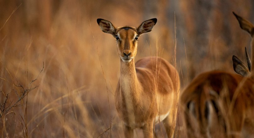 AI and Social Media Transform Wildlife Conservation Efforts
