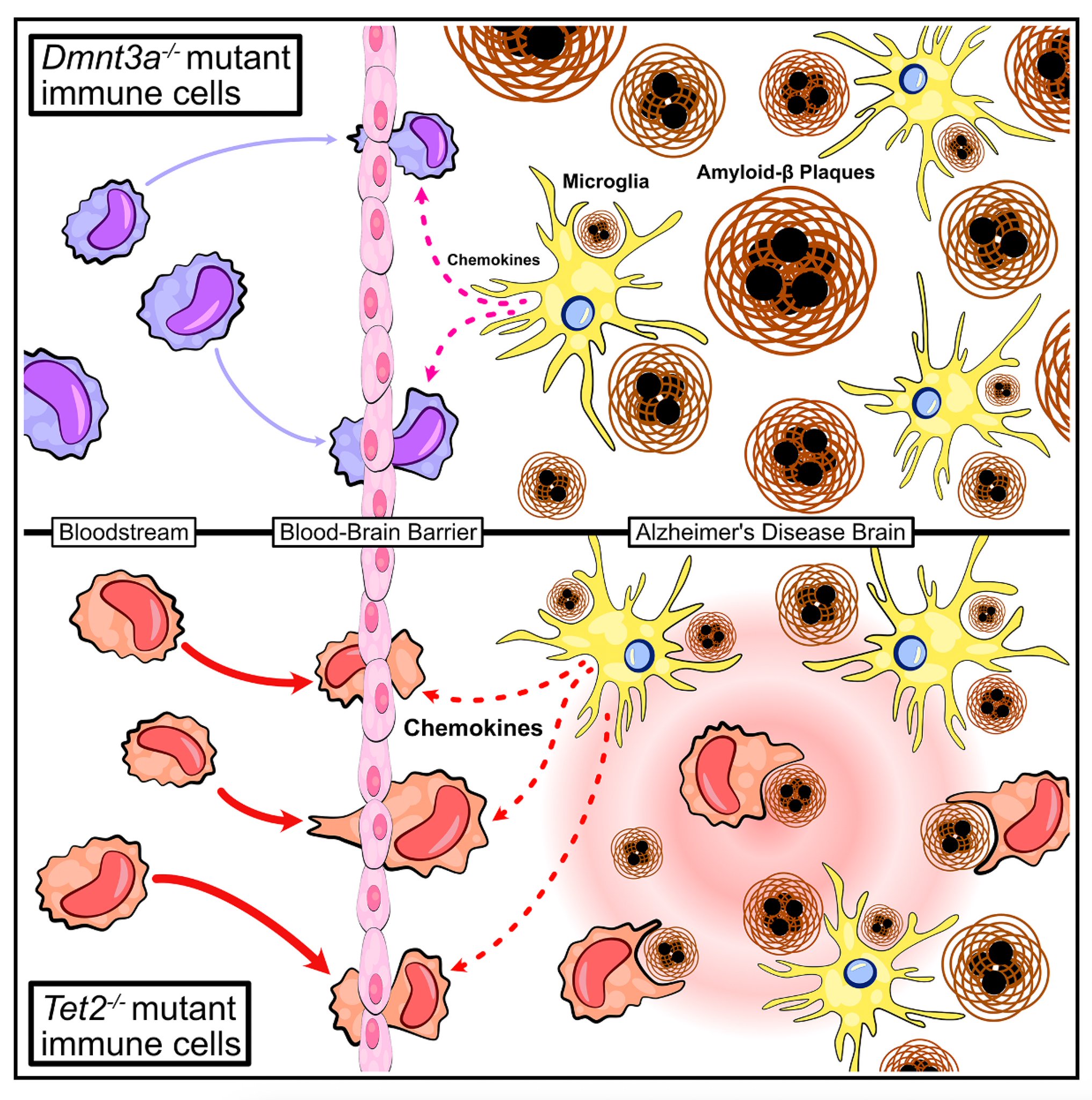 Clonal hematopoiesis shows potential benefit against Alzheimer’s disease