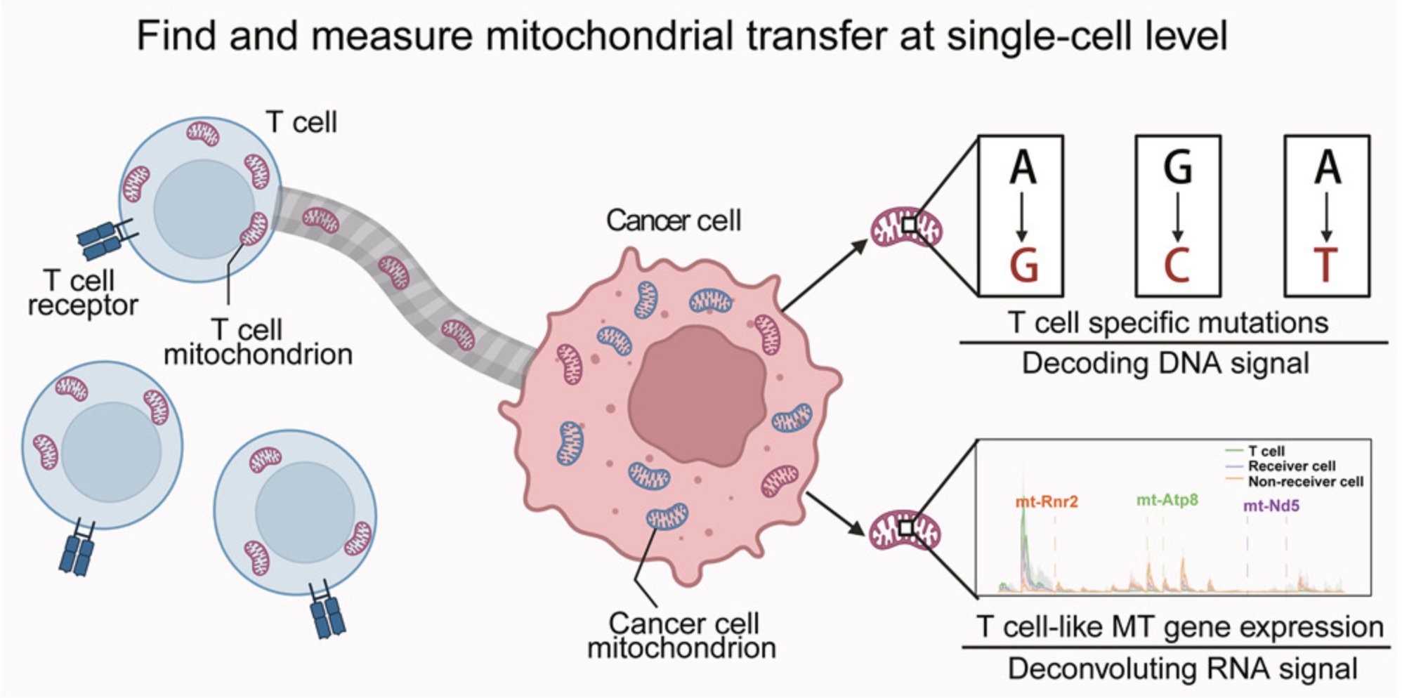 Cancer cells hijack mitochondria from T cells: metabolic warfare