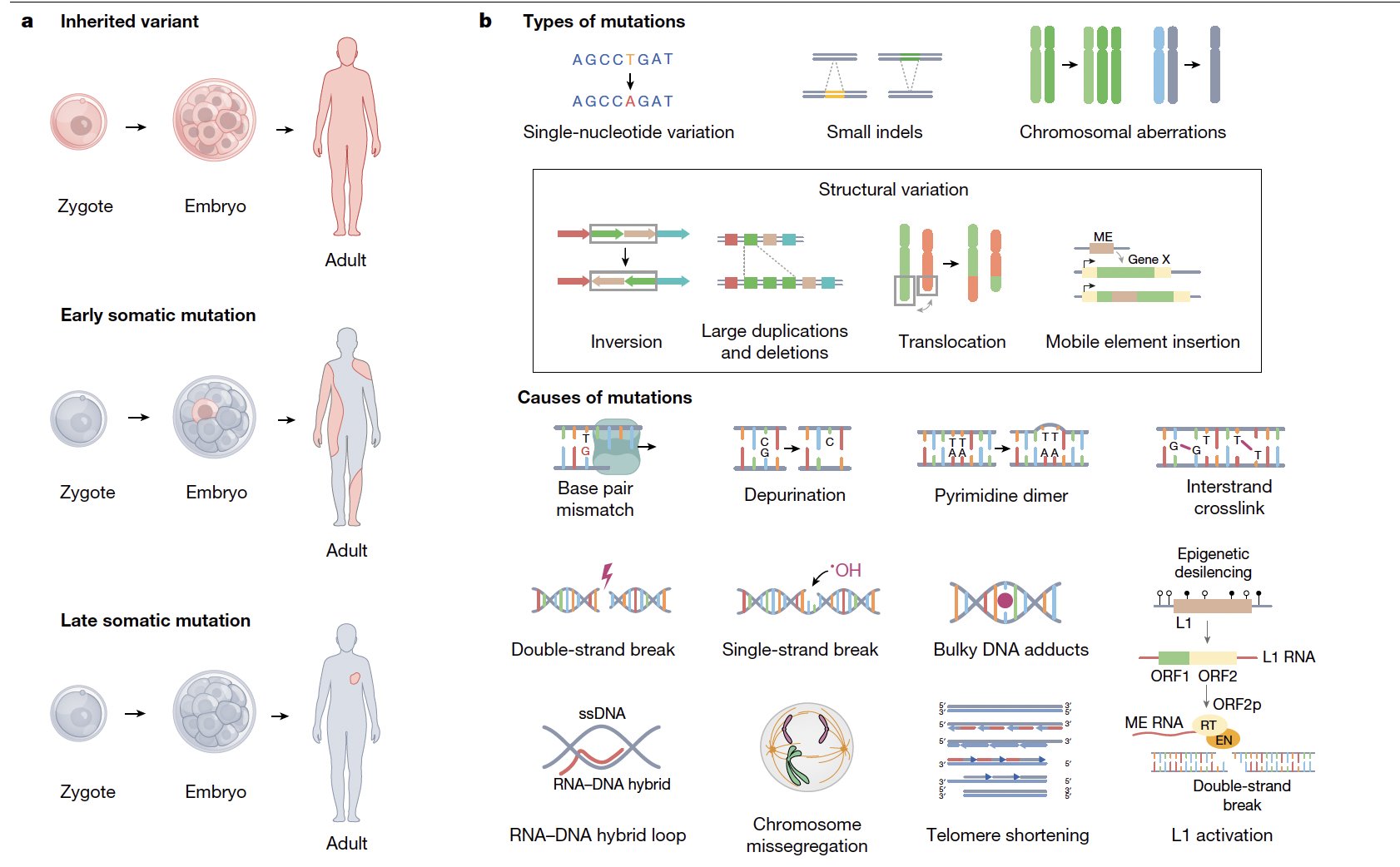 Human Somatic Mutation Mosaicism Exceeds Quadrillions
