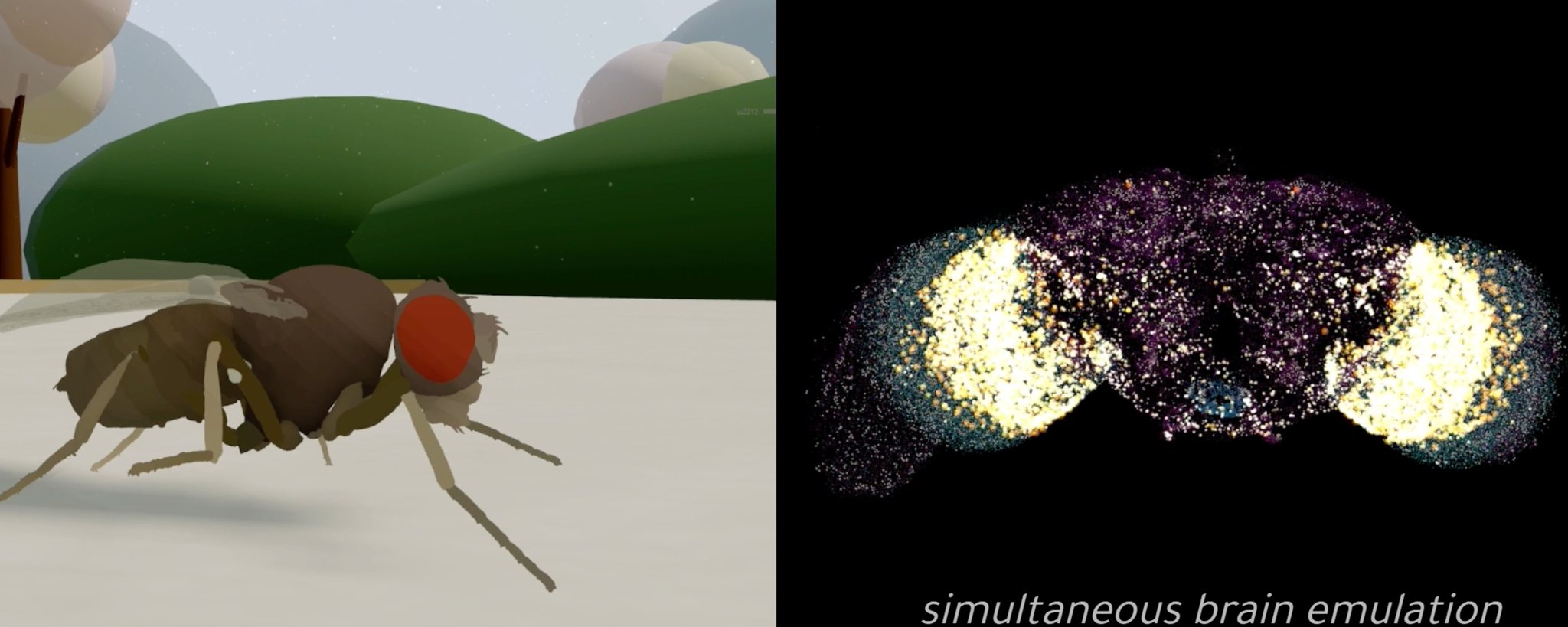 Biological brain simulation runs in physics engine