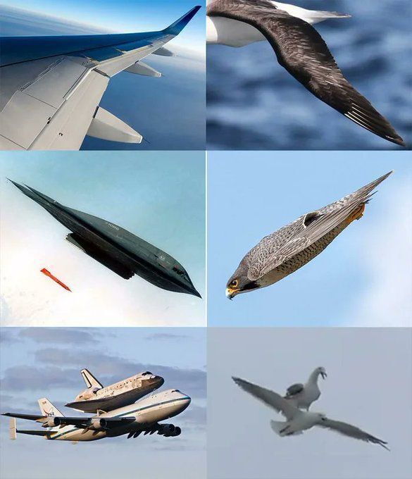 Biomimicry: Nature-Inspired Solutions for Complex Problems